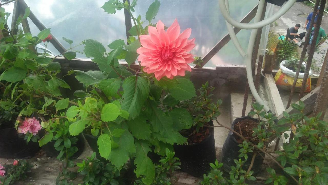 Shalom Inn Home Stay Darjeeling  Dış mekan fotoğraf