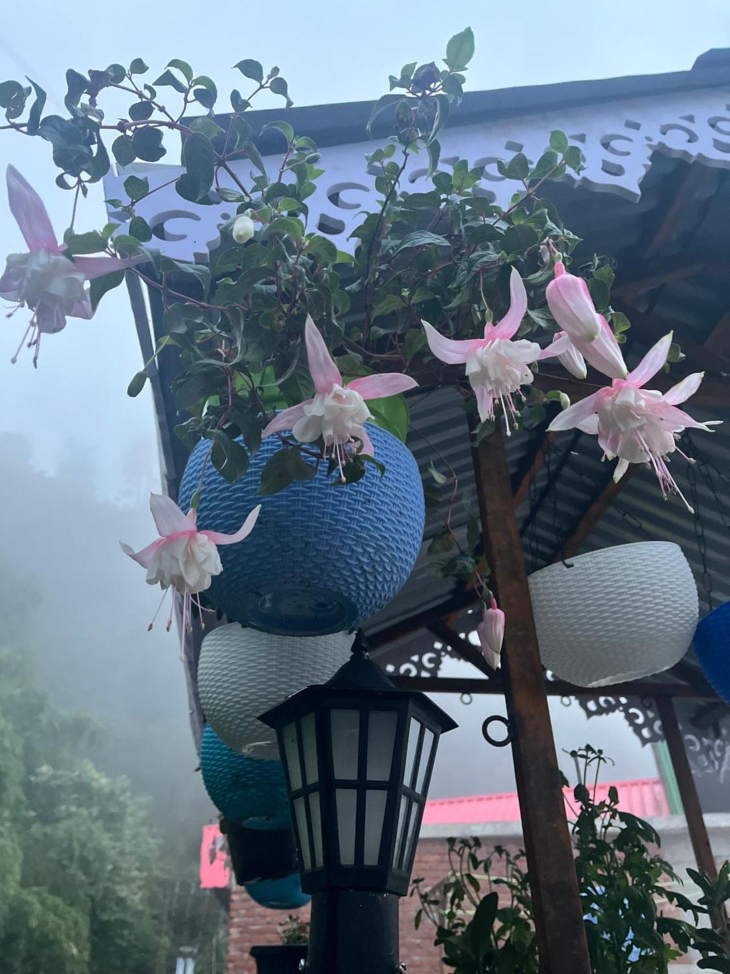 Shalom Inn Home Stay Darjeeling  Dış mekan fotoğraf