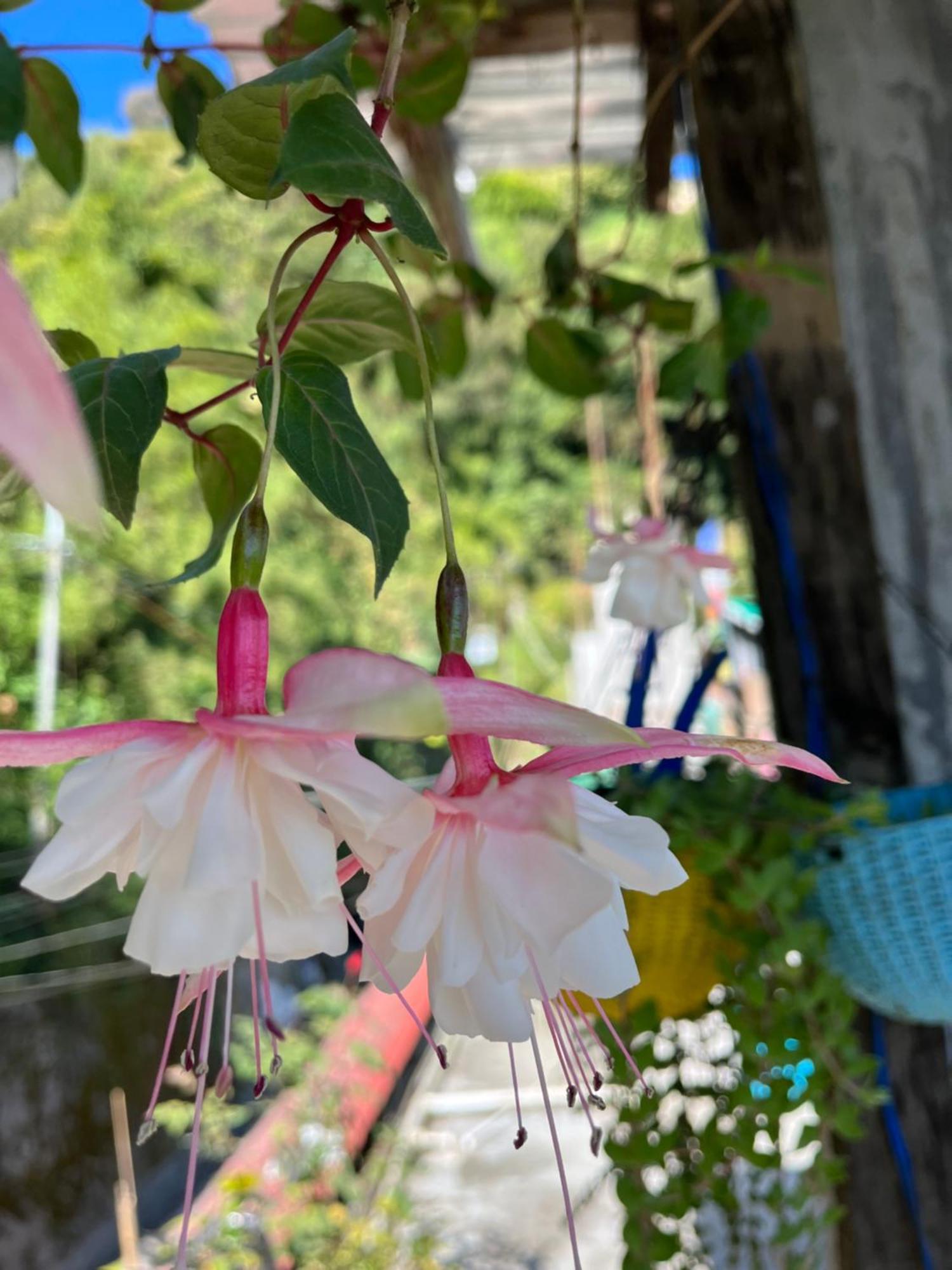 Shalom Inn Home Stay Darjeeling  Dış mekan fotoğraf