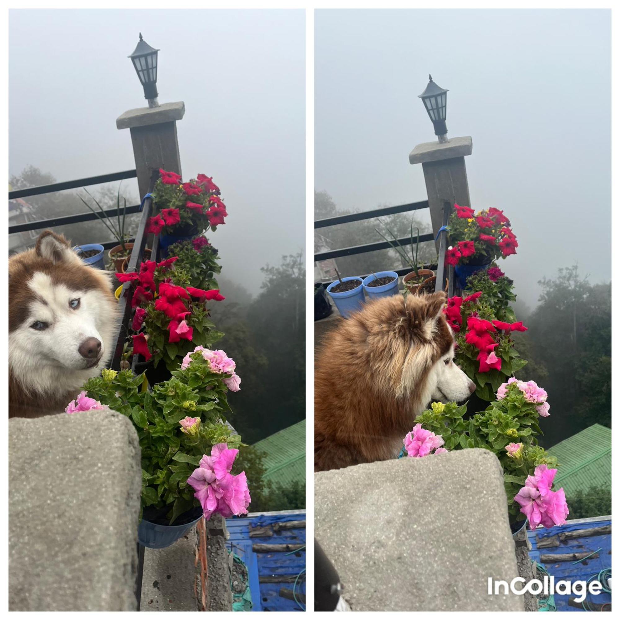 Shalom Inn Home Stay Darjeeling  Dış mekan fotoğraf